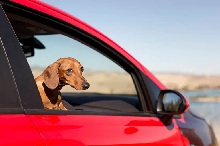 Pet Car Seat Carrier