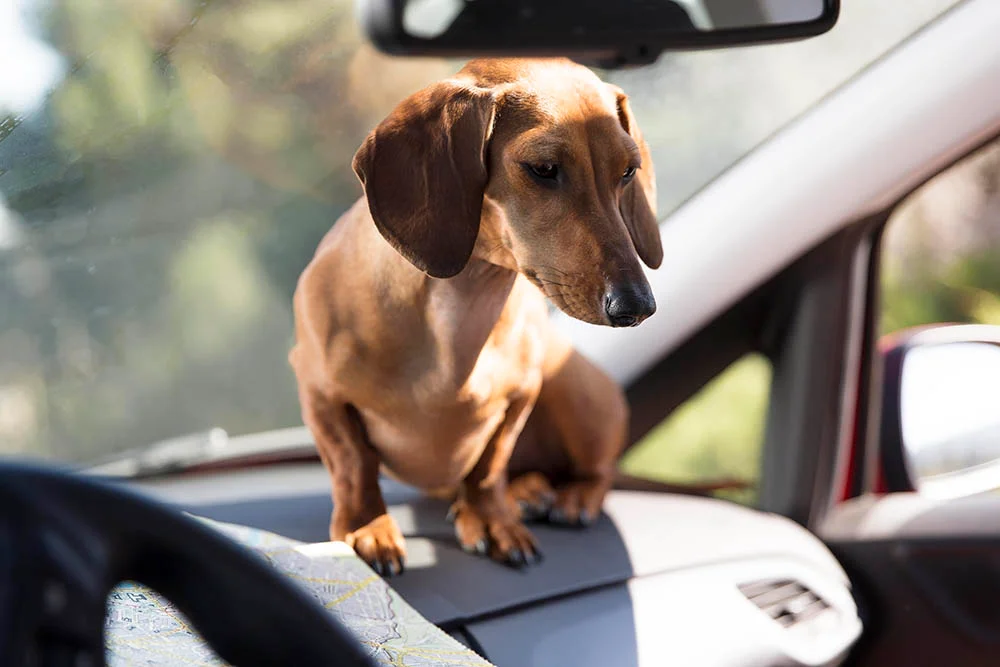 Carrier Car Seat For Dogs