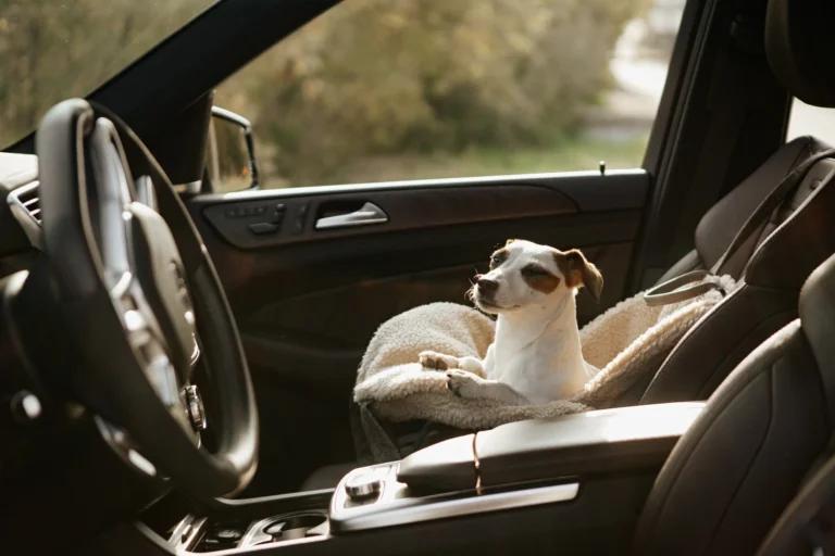 Fashionable car seat for small dogs